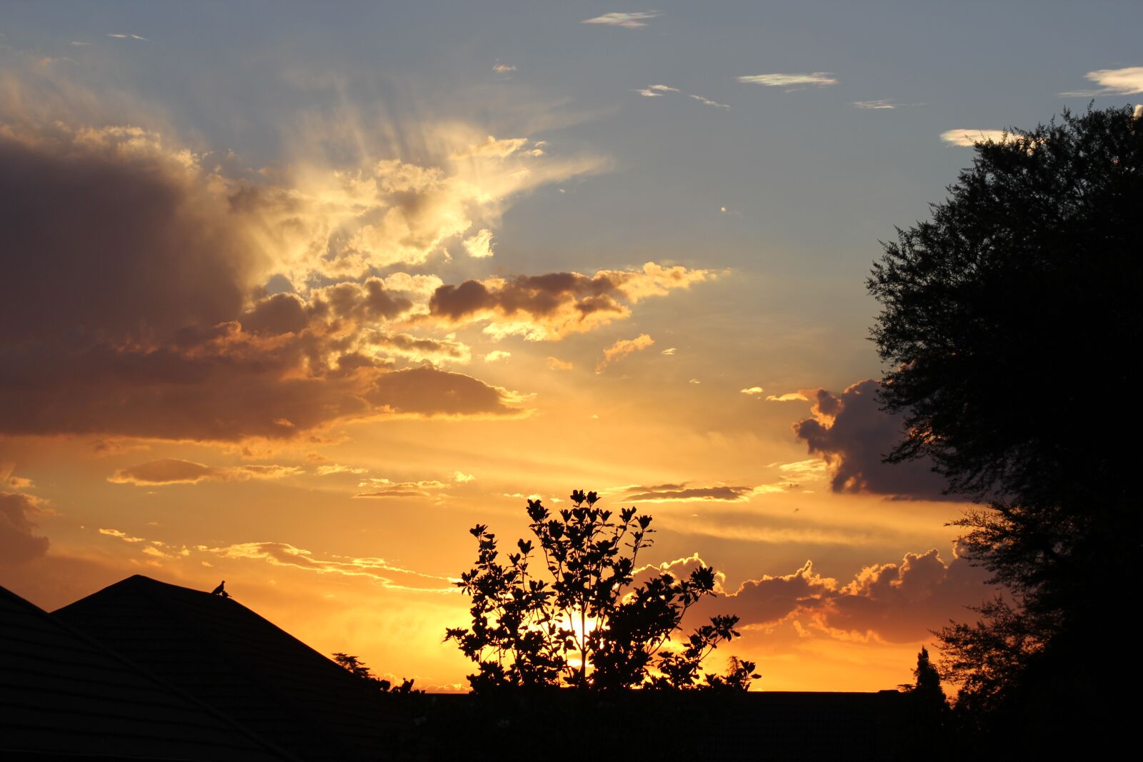 Canon EOS 60D sample photo. Sunset, trees, silhouette photography