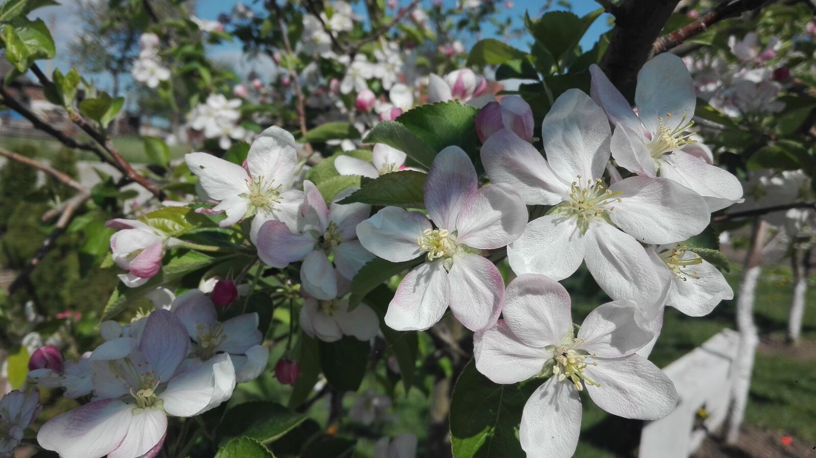 HUAWEI P8 Lite sample photo. Flowering, garden, spring photography