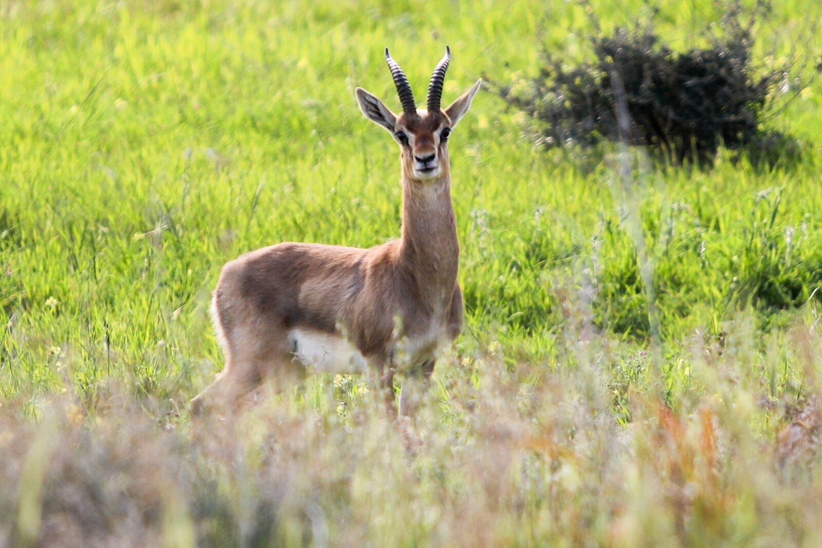 Canon EF 70-200mm F2.8L USM sample photo. Antelope, animals, wildlife photography