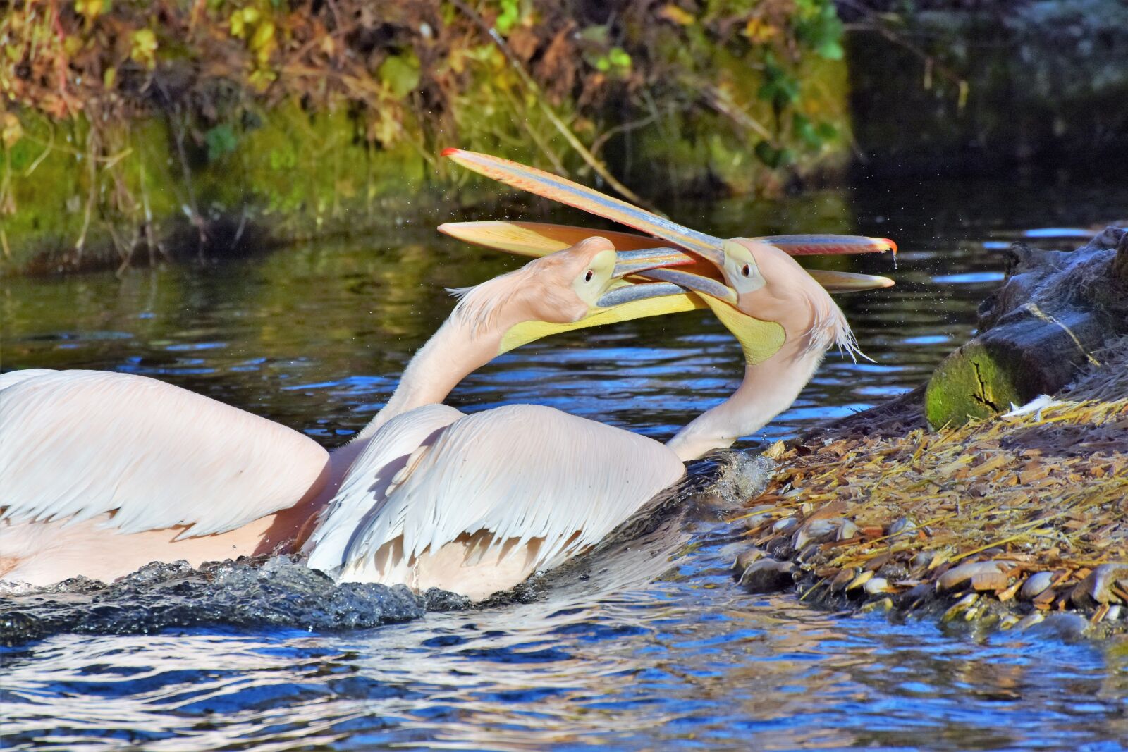 Nikon D7200 sample photo. Pelikan, water bird, pink photography