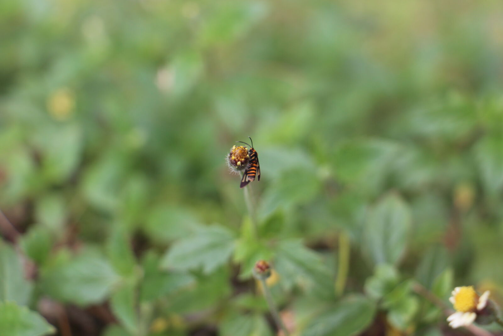 Canon EOS 700D (EOS Rebel T5i / EOS Kiss X7i) sample photo. Bee, bug, flower, insect photography