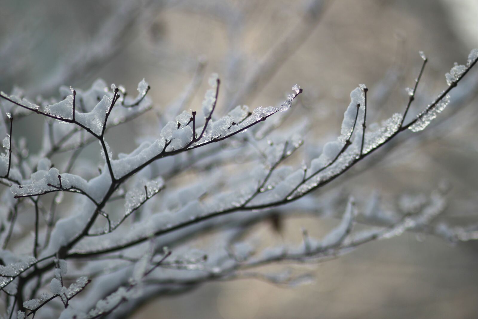 Canon EOS 500D (EOS Rebel T1i / EOS Kiss X3) sample photo. Wood, eggplant, snow photography