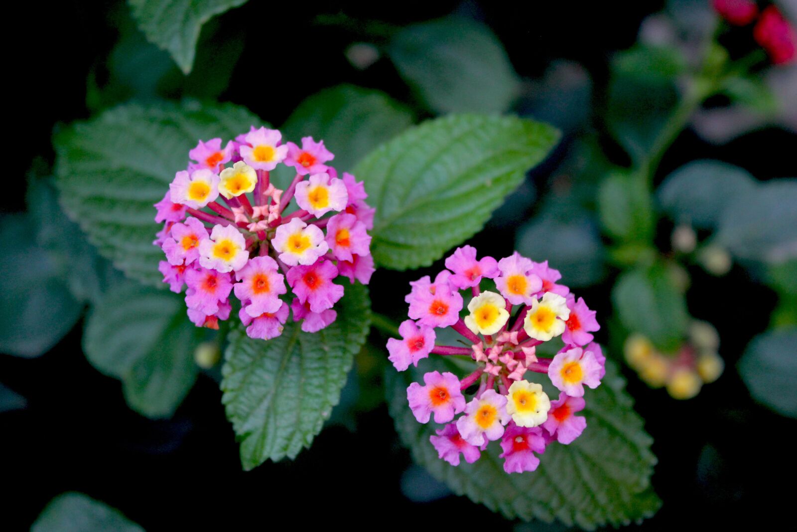 Canon EOS 550D (EOS Rebel T2i / EOS Kiss X4) sample photo. Flowers, garden, summer photography