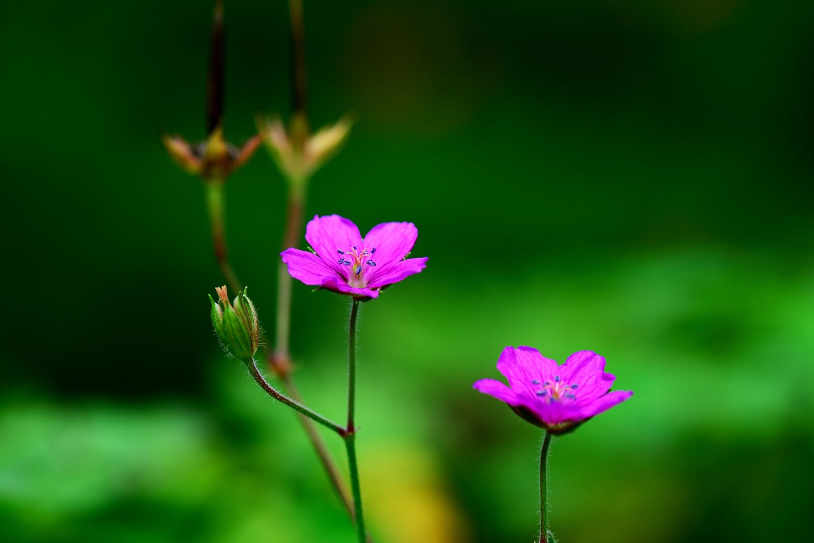 Nikon D800 sample photo. Autumnal, plant, thunberg's geranium photography