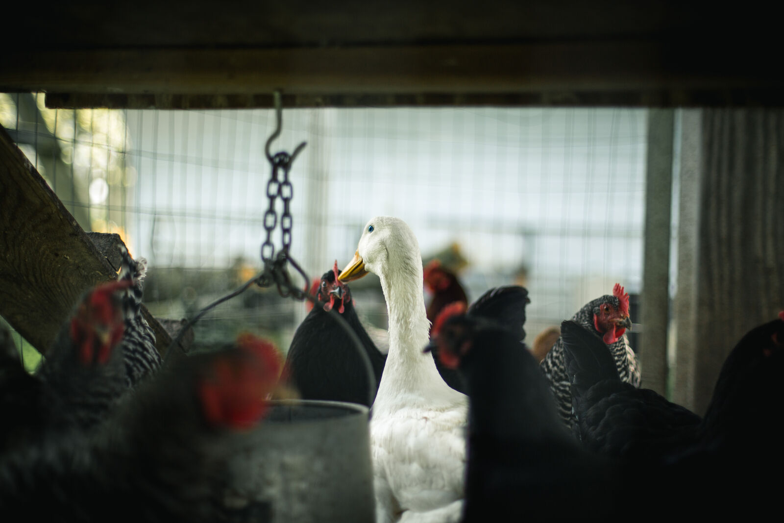 Canon EOS 6D + Canon EF 50mm F1.4 USM sample photo. Roosters, hens, duck, animals photography