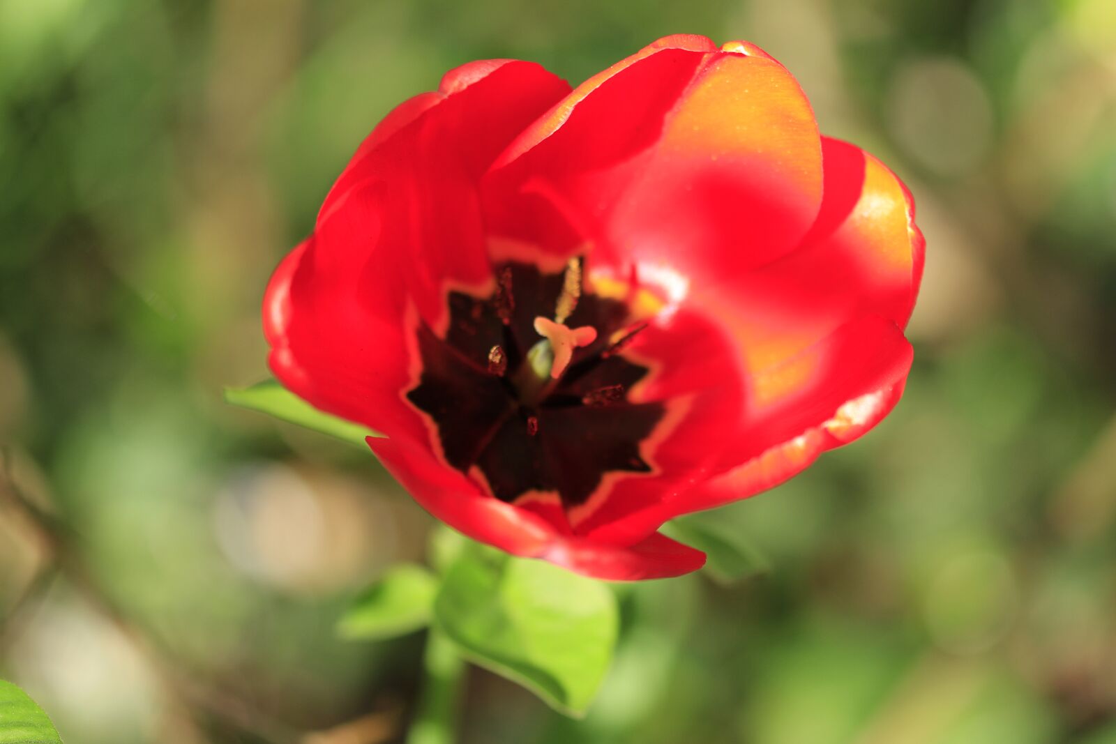 Canon EOS 7D sample photo. Tulip, spring, flowers photography