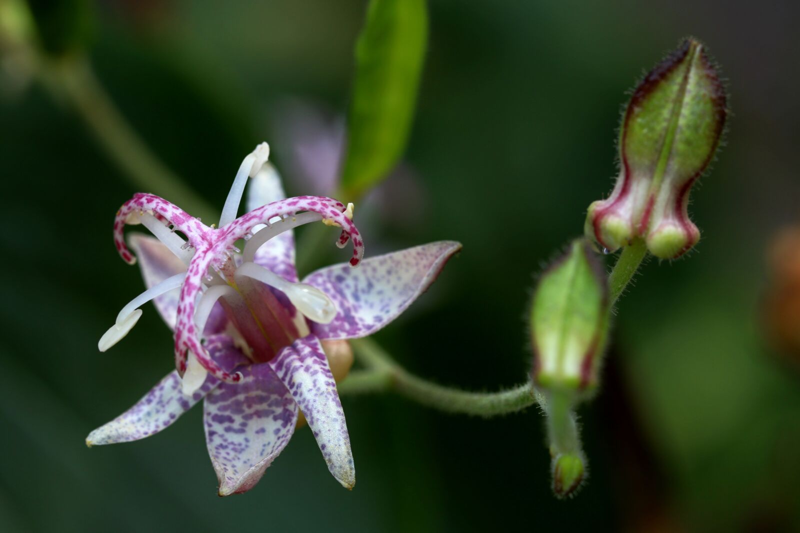 Canon EOS 7D Mark II sample photo. Dendro service that helps photography