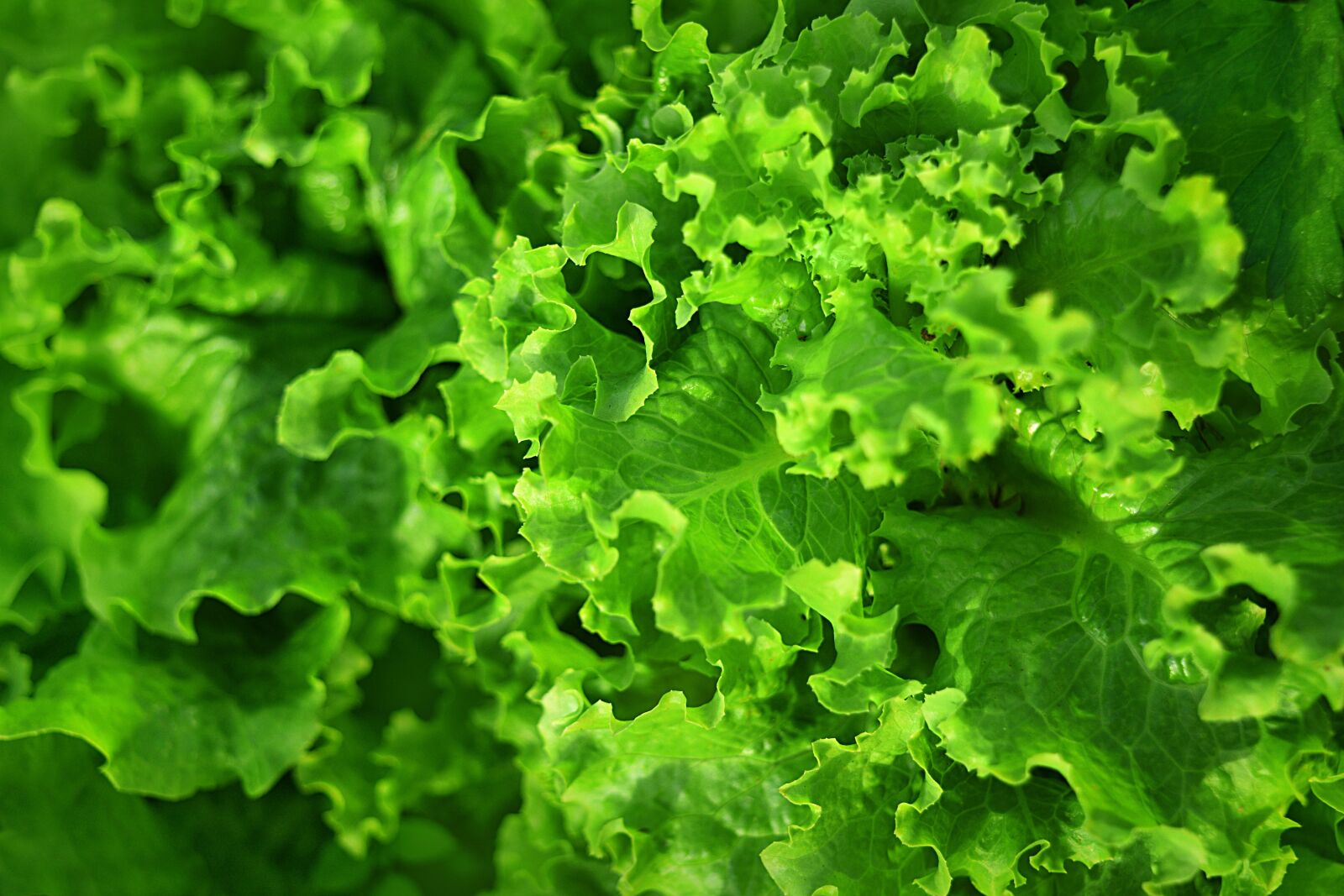 Nikon D3300 sample photo. Salad, green, vegan photography