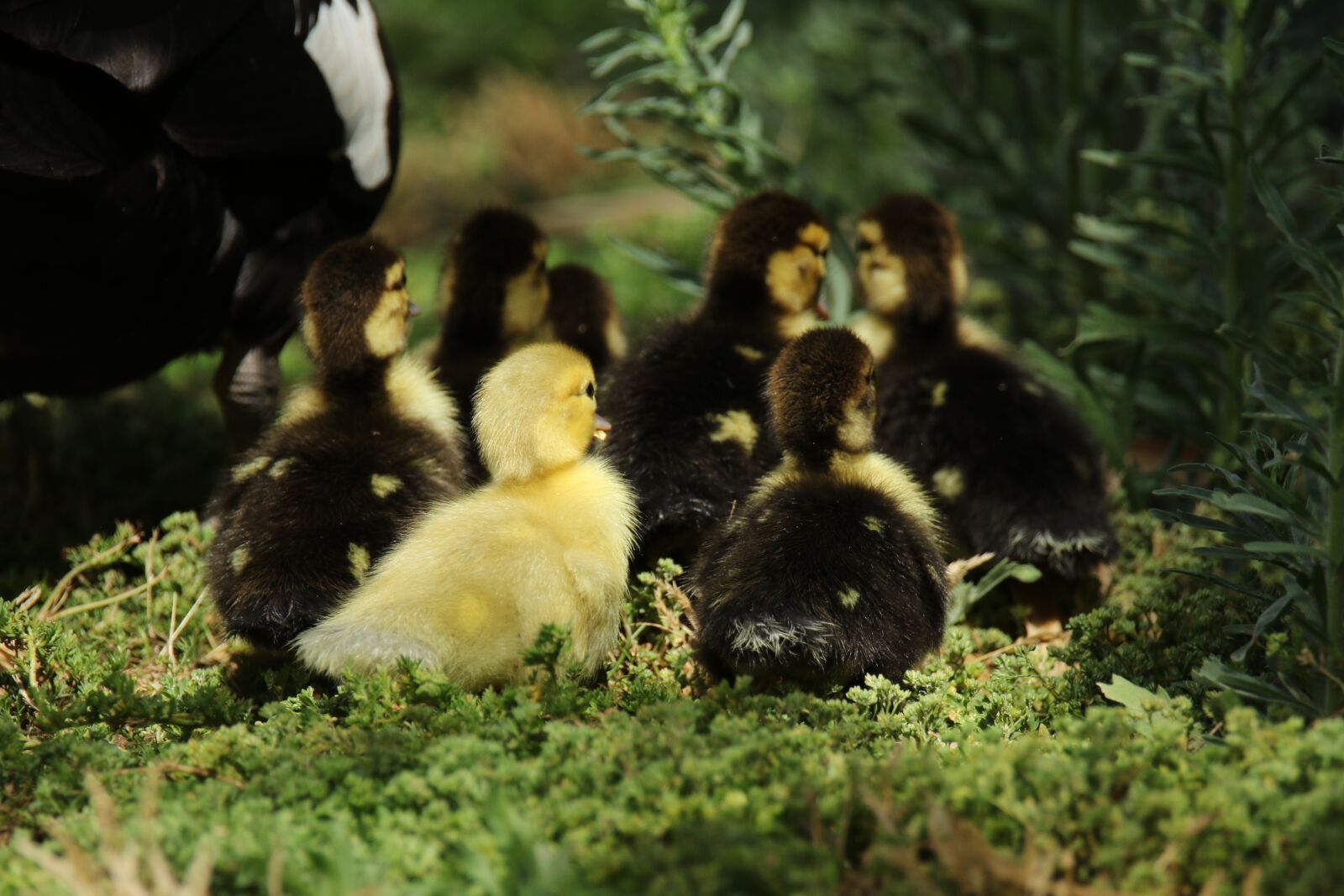 Canon EOS 7D Mark II sample photo. Gees, goslings, waterbird photography