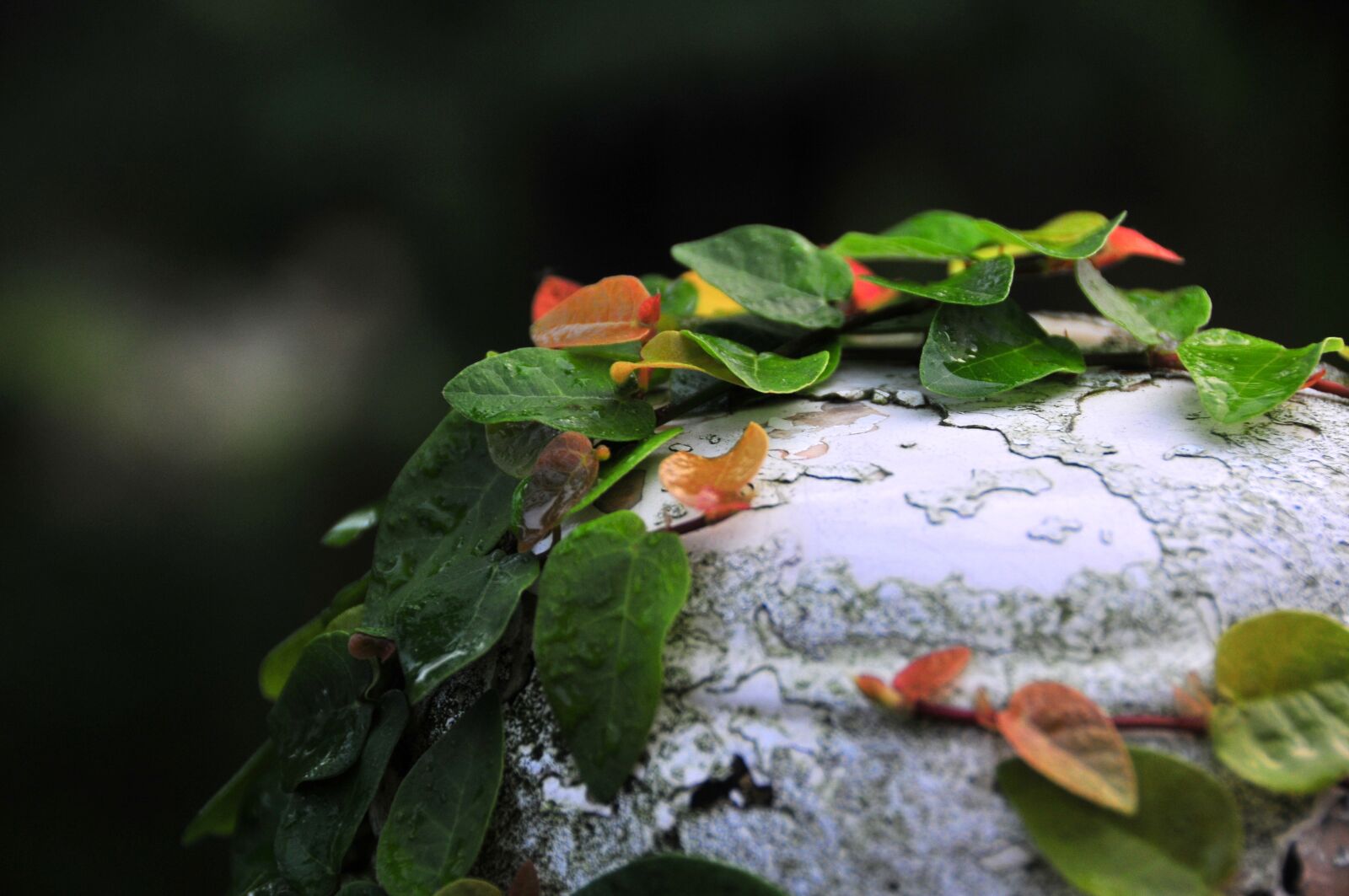 Nikon D300 sample photo. Leaf, nature, plant photography
