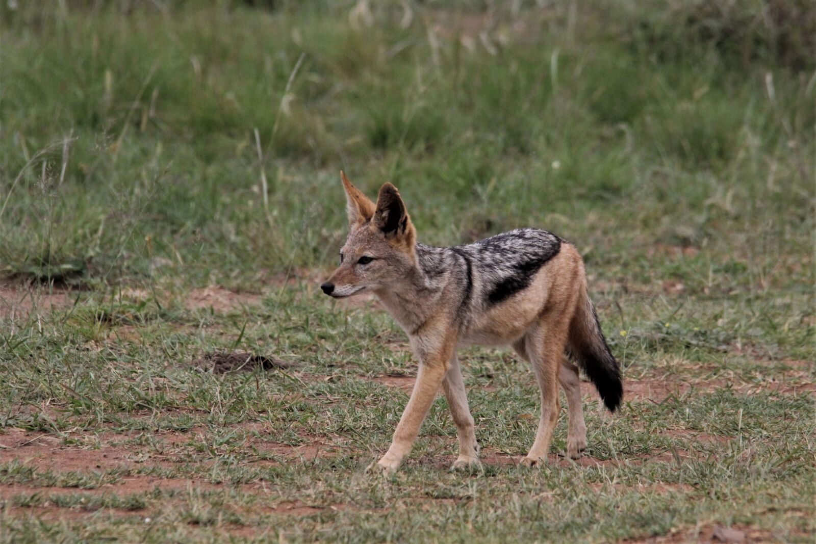 Canon EOS 60D sample photo. Silver, backed, jackal photography