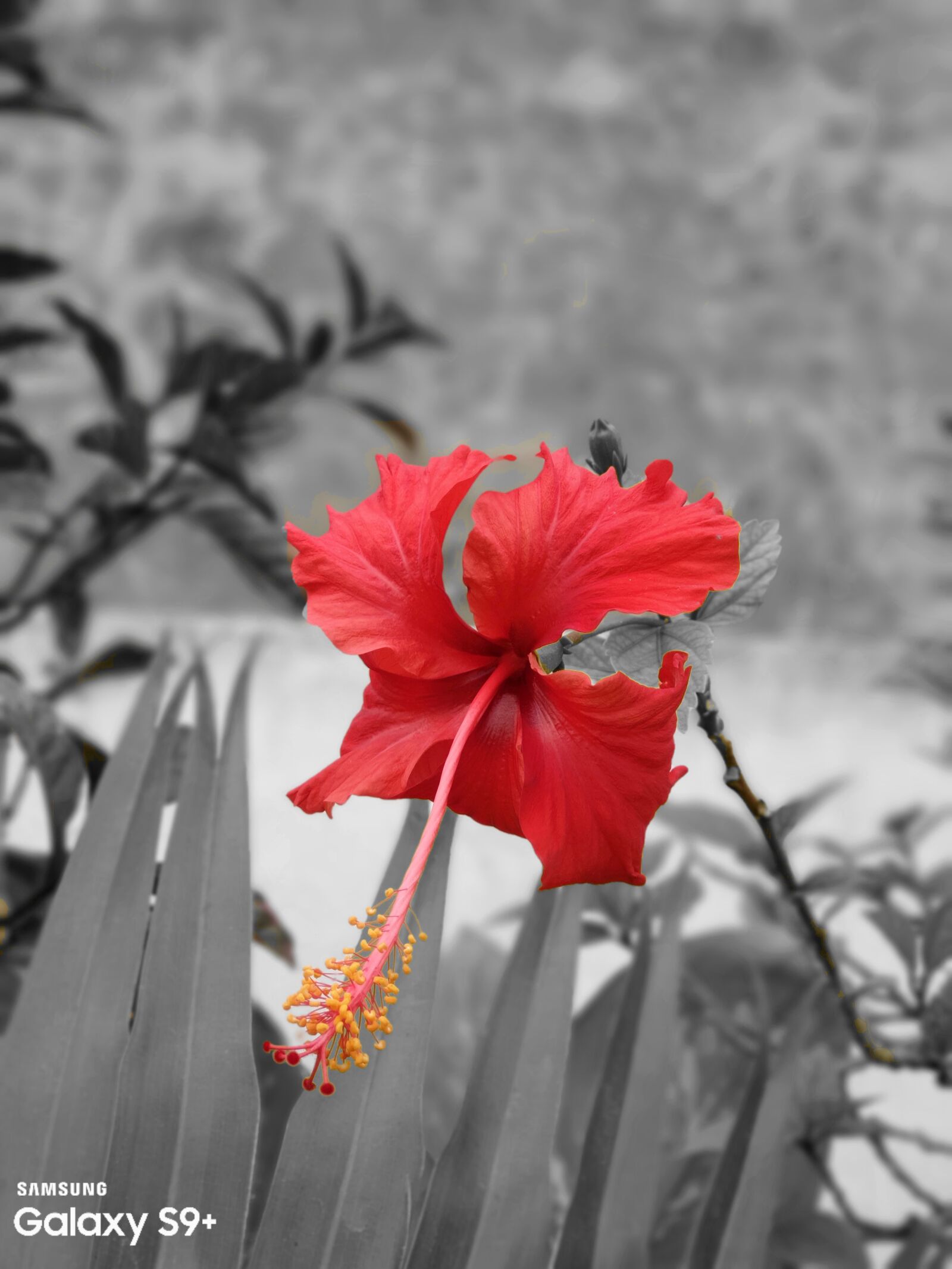 Samsung Galaxy S9+ sample photo. Hibiscus, flower, red photography