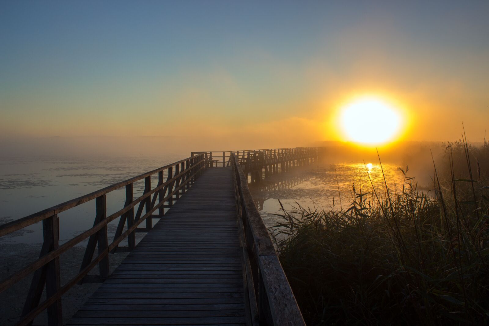 Canon EOS 600D (Rebel EOS T3i / EOS Kiss X5) sample photo. Sunrise, web, reed photography