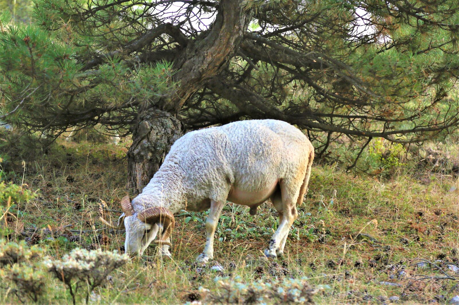 Canon EF 24-105mm F4L IS USM sample photo. Coach, sheep, animal photography