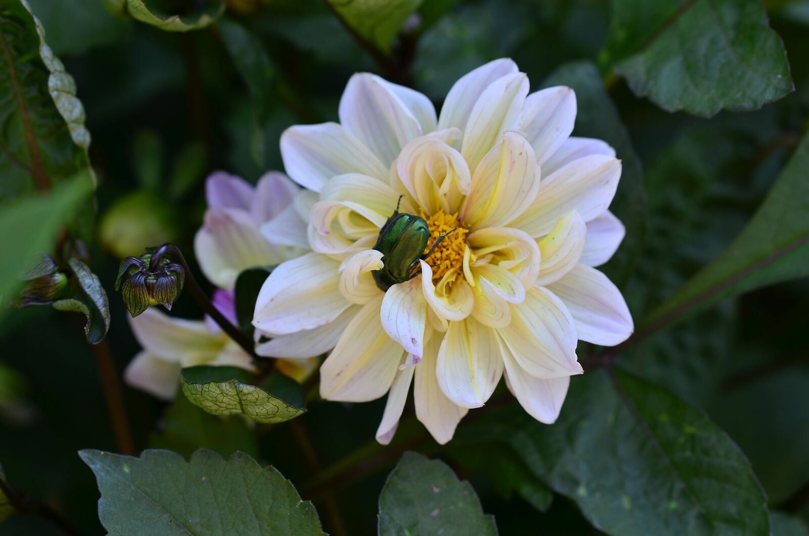 Nikon D5100 sample photo. Beetle, flower, macro photography
