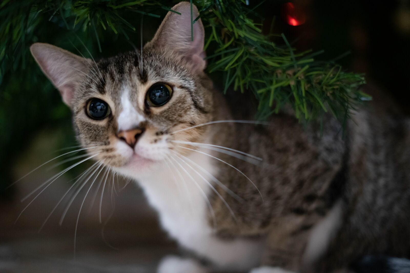 Sony FE 50mm F1.8 sample photo. Cat, kitten, christmas photography