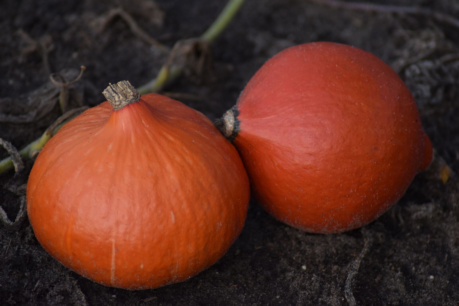 Nikon D3500 sample photo. Pumpkins, pumpkin, autumn photography