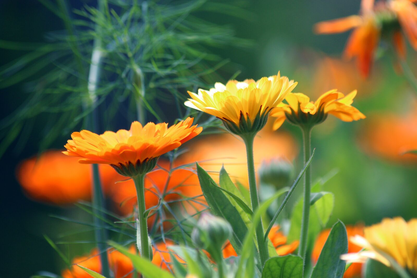 Canon EOS 650D (EOS Rebel T4i / EOS Kiss X6i) sample photo. Calendula, flower, marigold photography