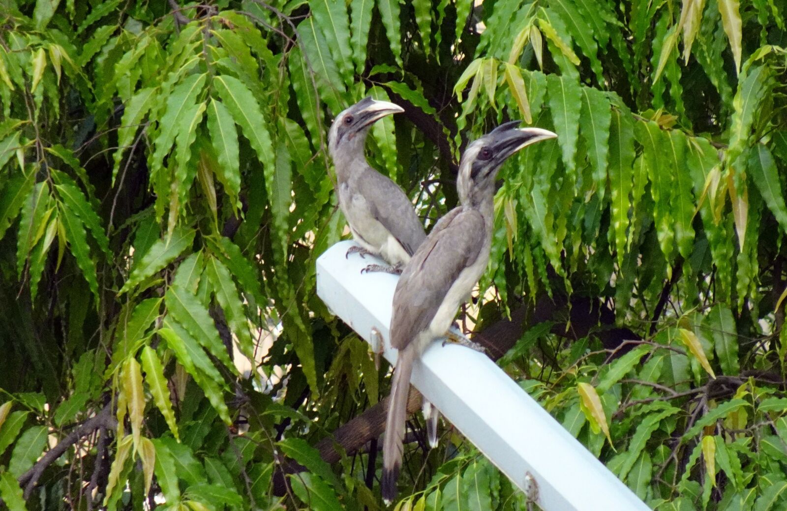 Sony DSC-WX800 sample photo. Bird, hornbill, indian photography