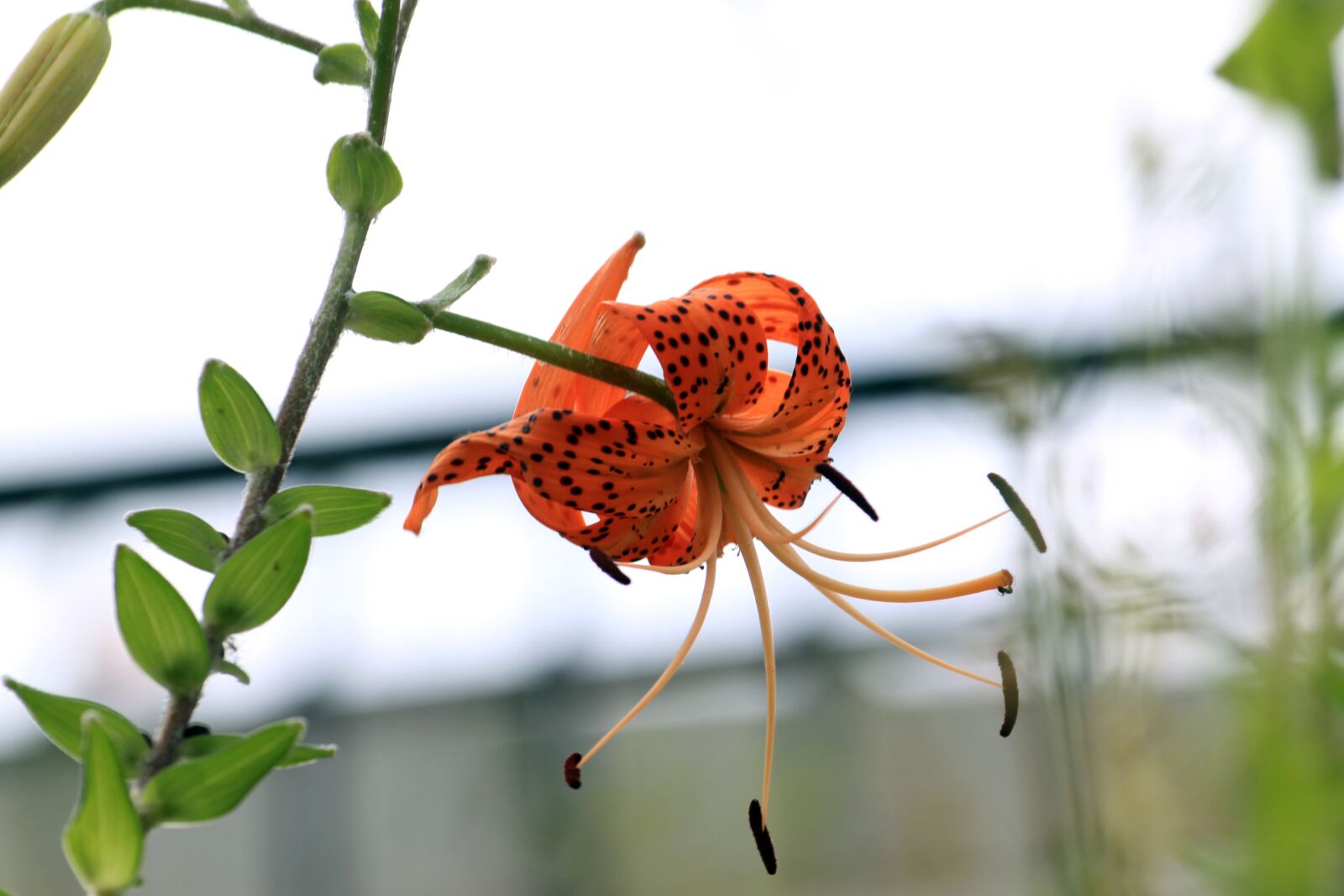 Canon EOS 50D sample photo. Lily, lilium lancifolium, summer photography
