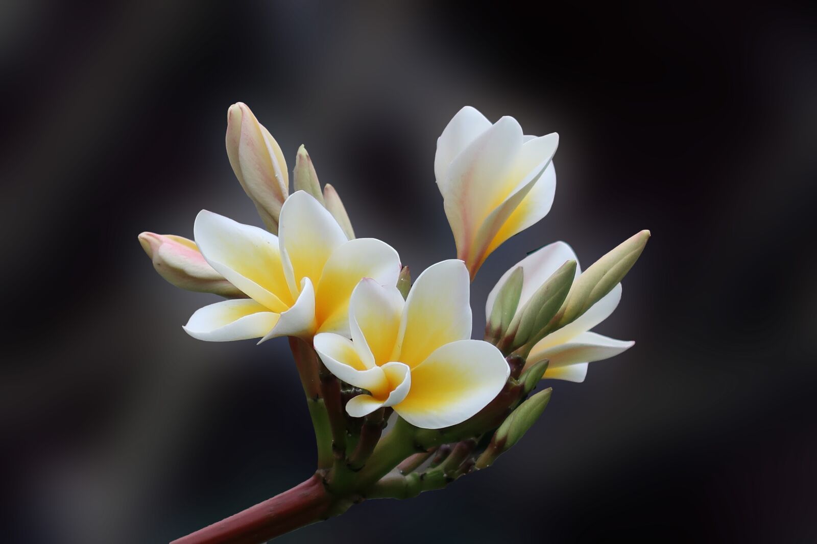 Canon PowerShot G7 X Mark II sample photo. Flowers, plumeria, tropical photography