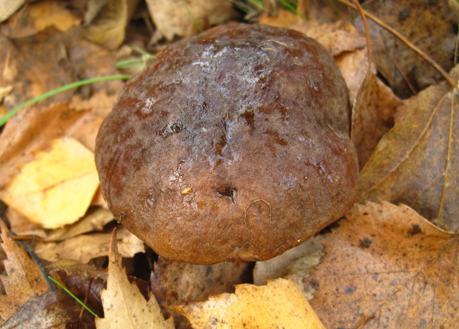 Canon PowerShot SD1200 IS (Digital IXUS 95 IS / IXY Digital 110 IS) sample photo. Birch mushroom cap, hidden photography