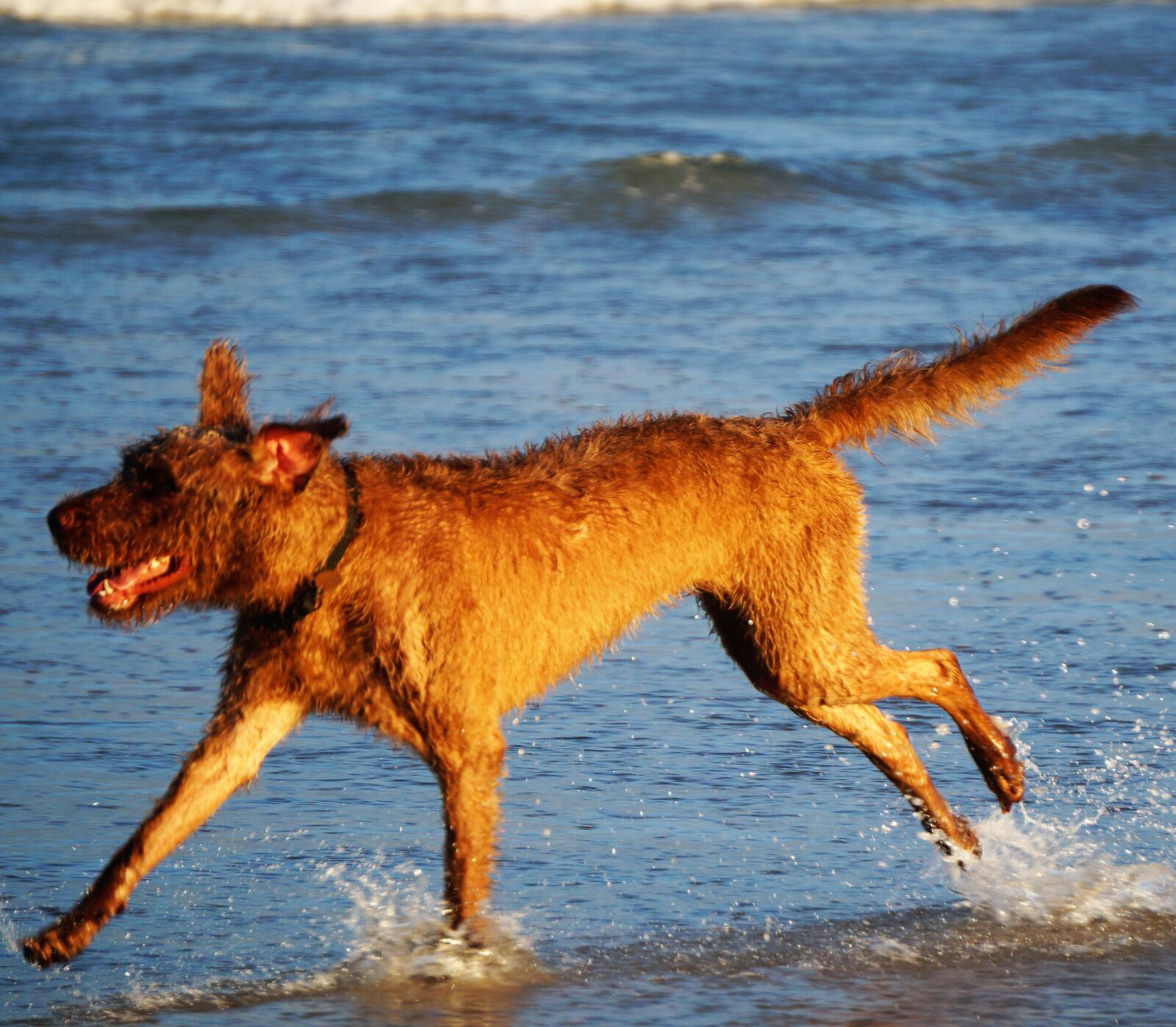 Sony Alpha a3500 sample photo. Dog on beach, dog photography