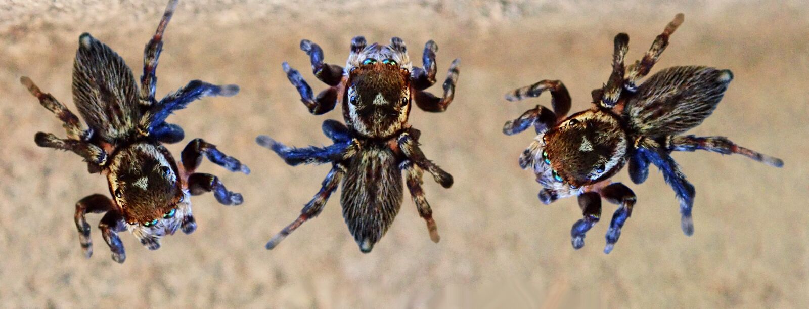 Olympus TG-5 sample photo. Spiders, insects, jumping spiders photography