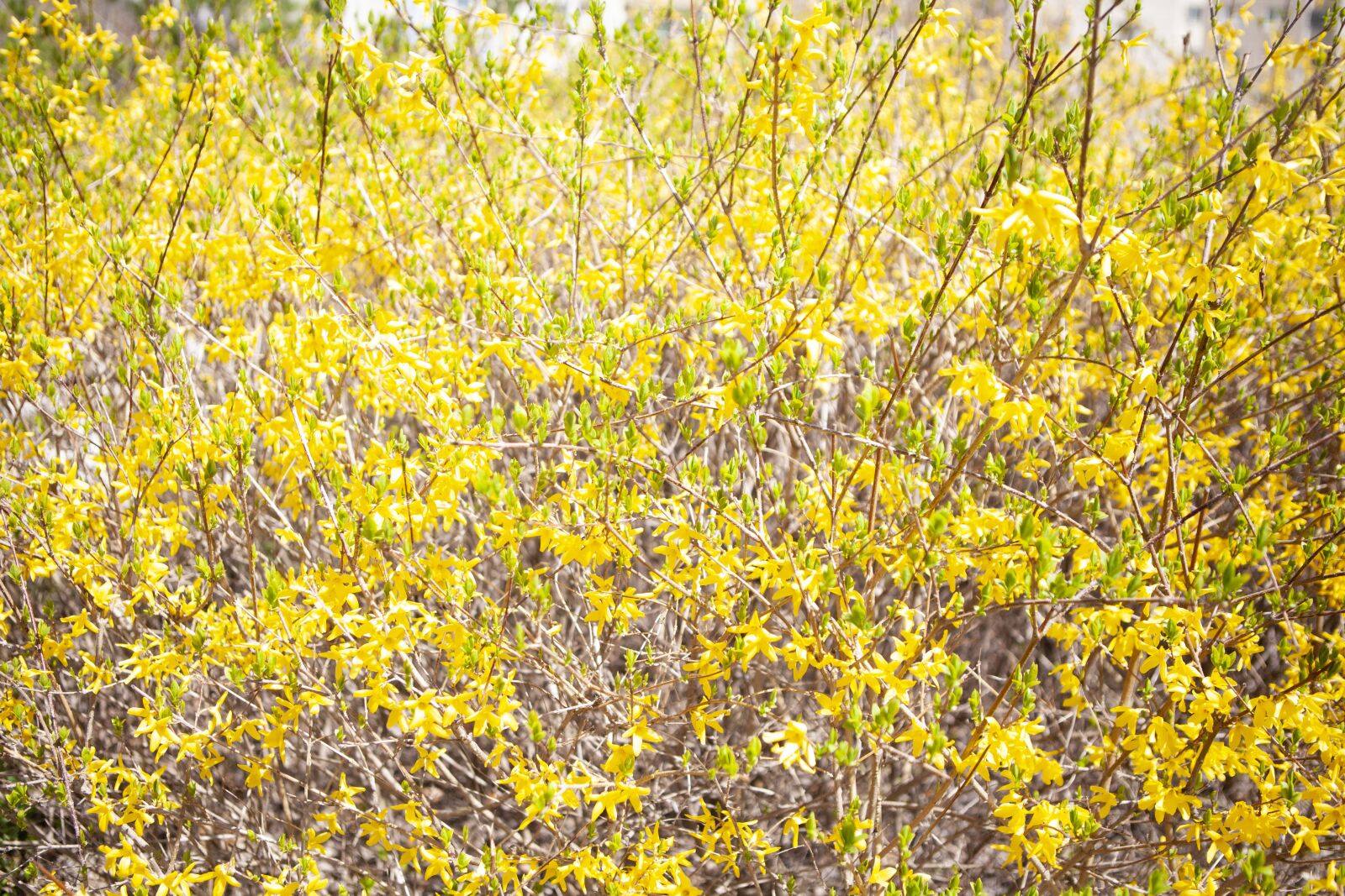 Canon EOS 5D Mark II + Canon EF 24-70mm F2.8L USM sample photo. Forsythia, spring, flowers photography