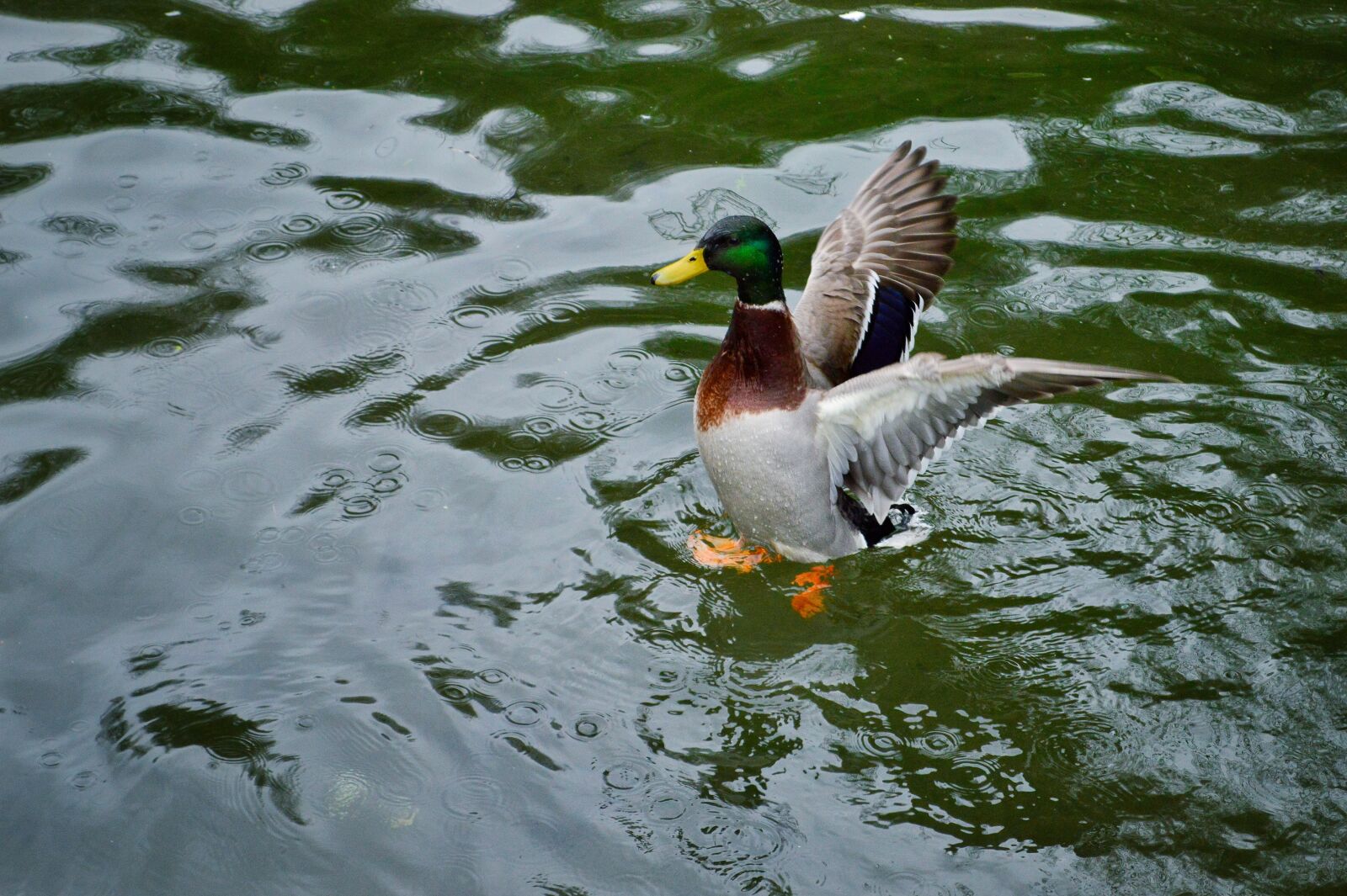Nikon D3200 sample photo. Duck, water, bird photography