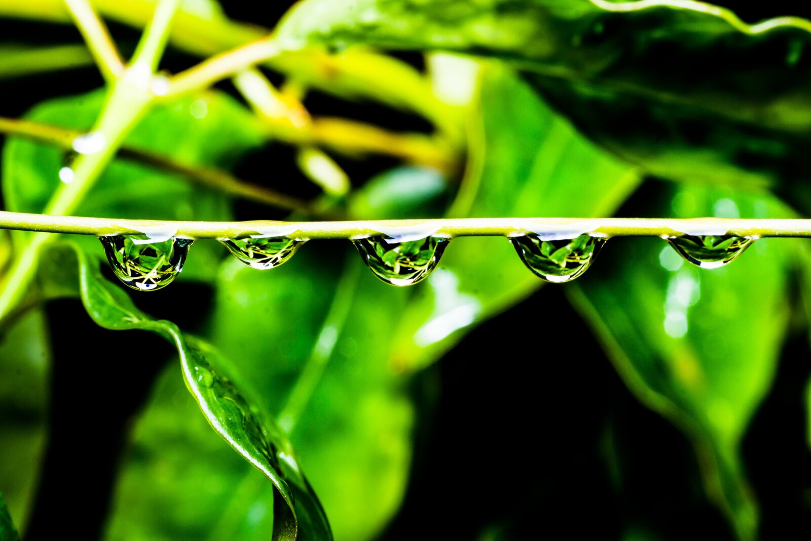 Canon EOS 7D + Canon EF 50mm F1.4 USM sample photo. Green, drops, water photography