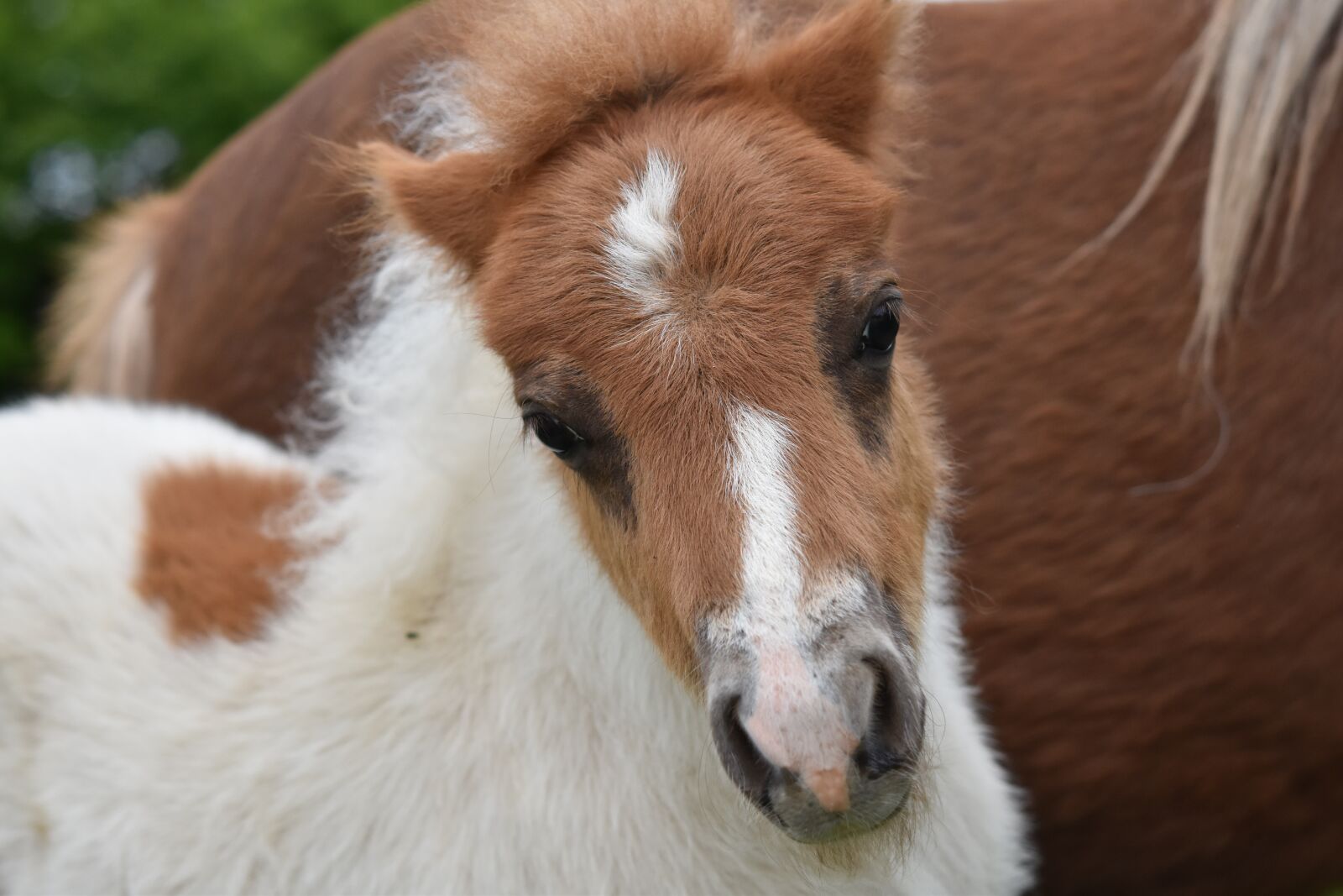 Nikon D5600 sample photo. Foal, shetland pony, pony photography