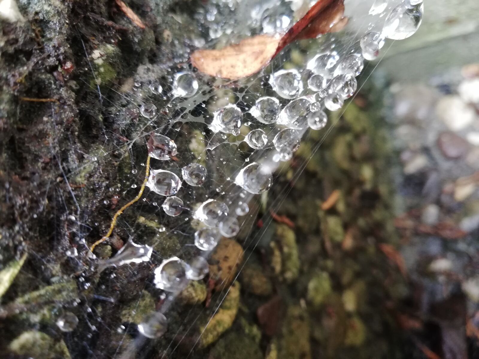 HUAWEI ANE-LX1 sample photo. Spiderweb, rain, raindrop photography
