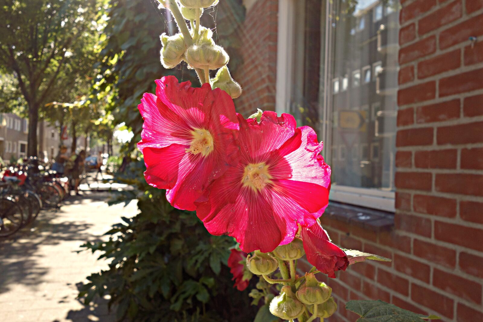 Sony Cyber-shot DSC-RX100 sample photo. Alcea, amsterdam, backlight, bloom photography