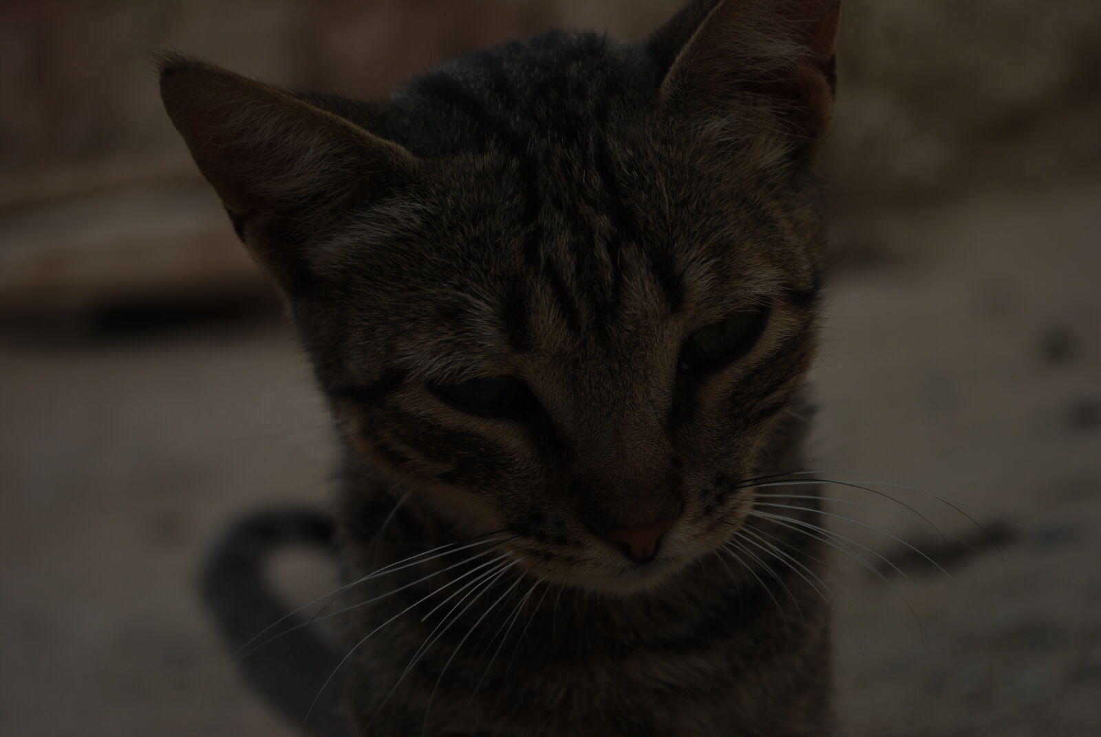 Nikon D60 sample photo