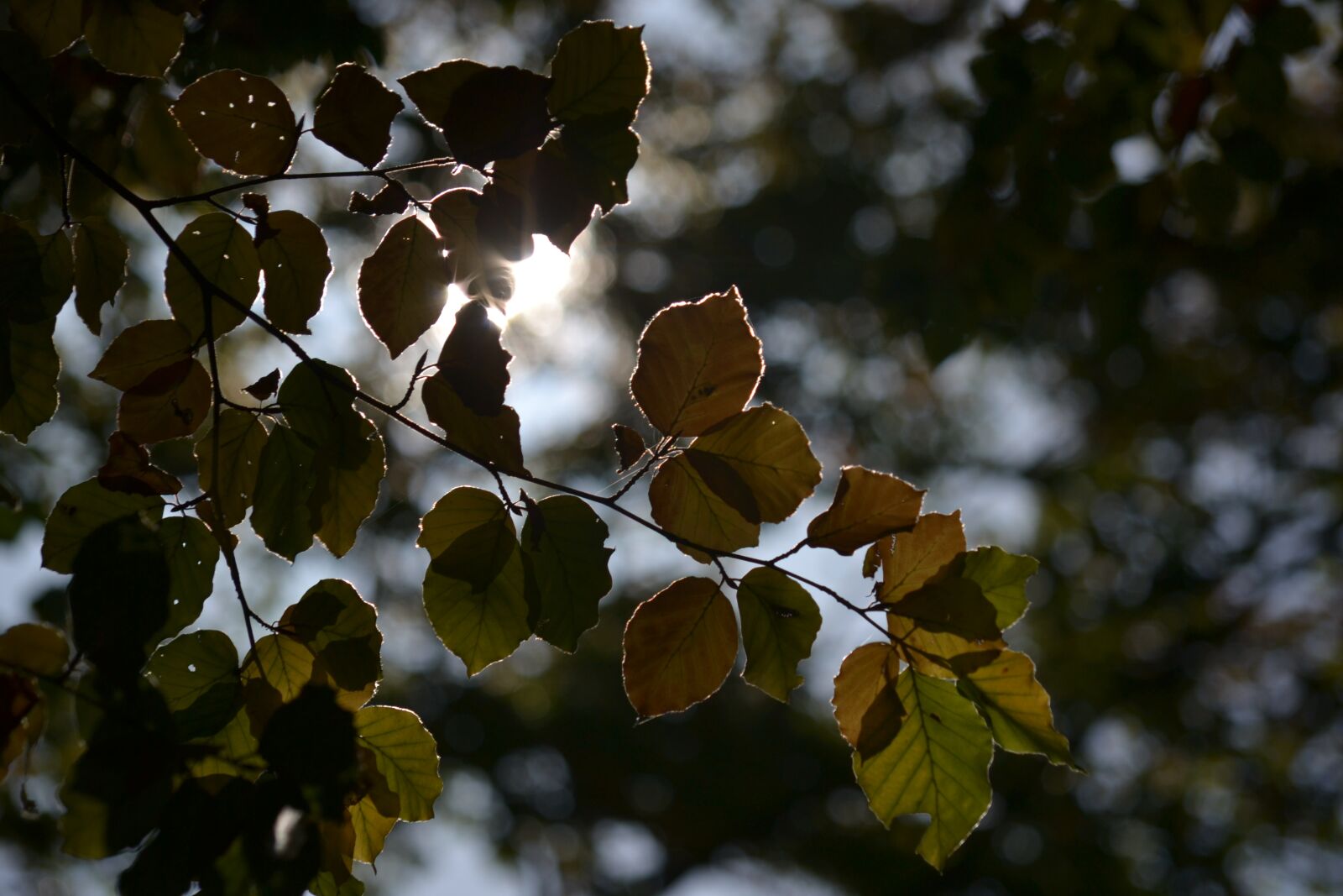Nikon D3100 sample photo. Forest, autumn, sun photography