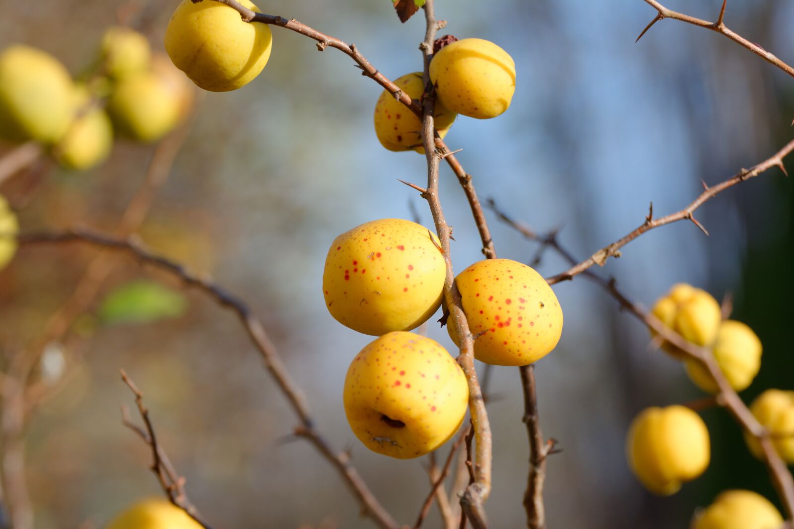 Nikon D5200 sample photo. Chaenomeles, fruit, autumn photography