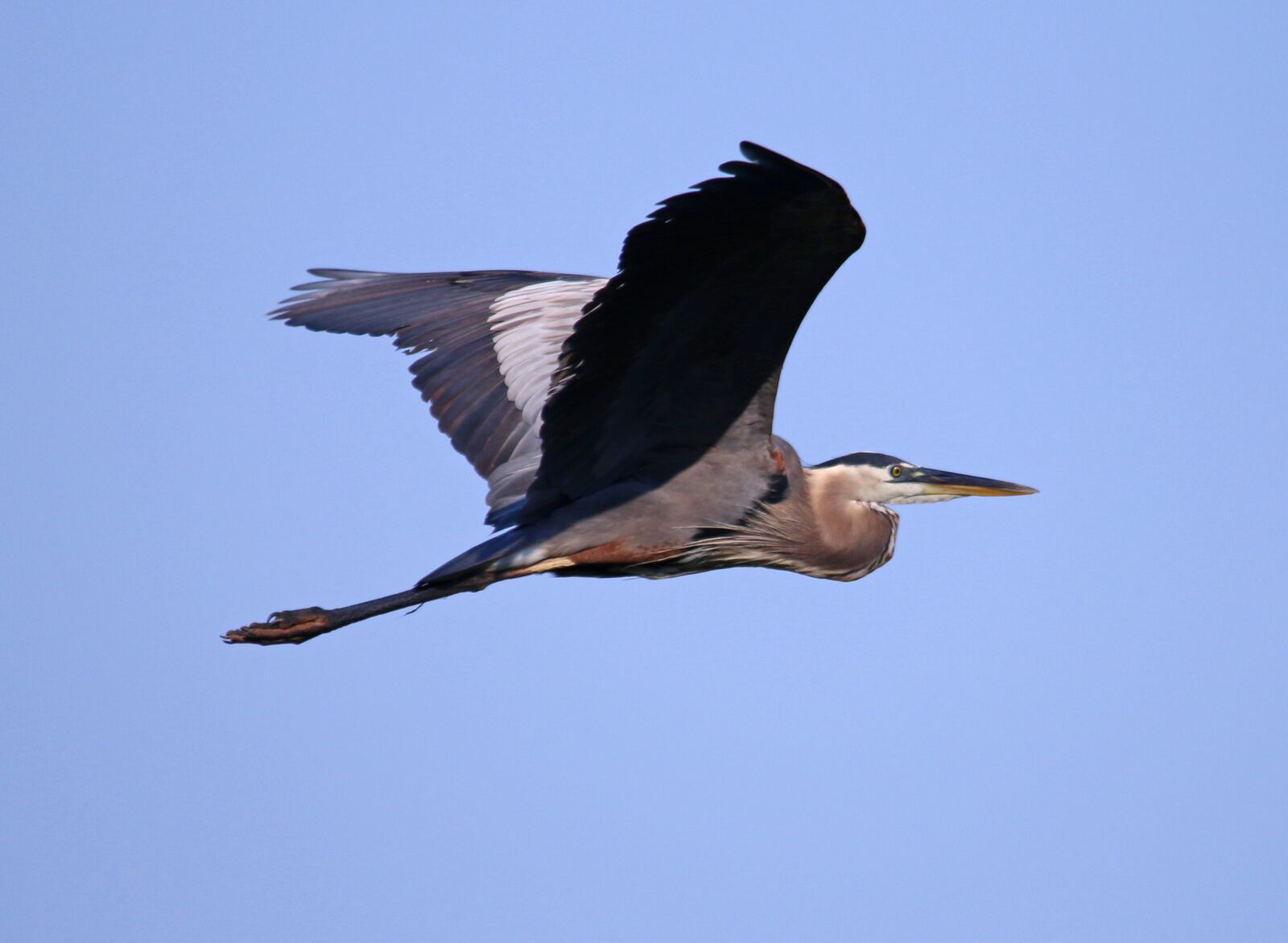 Canon EOS 70D sample photo. Great blue heron, heron photography