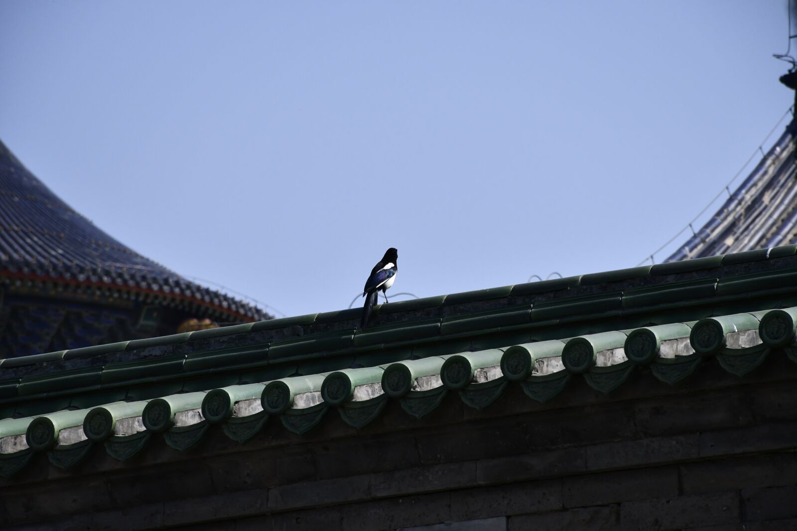 Nikon D7500 sample photo. Building, bird, wall photography