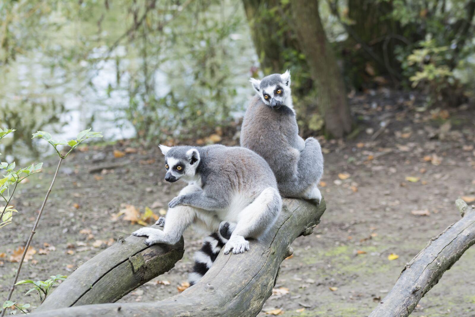 Nikon D5200 sample photo. Raccoon, raccoons, zoo photography