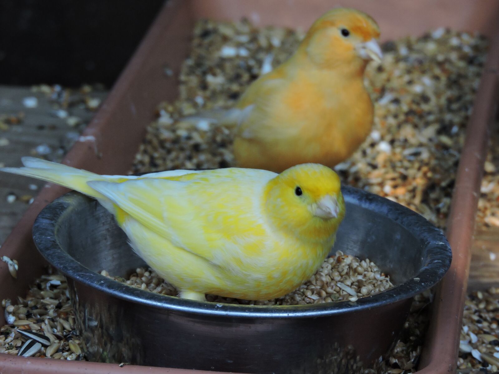 Nikon Coolpix P600 sample photo. Bird, yellow, aviary photography