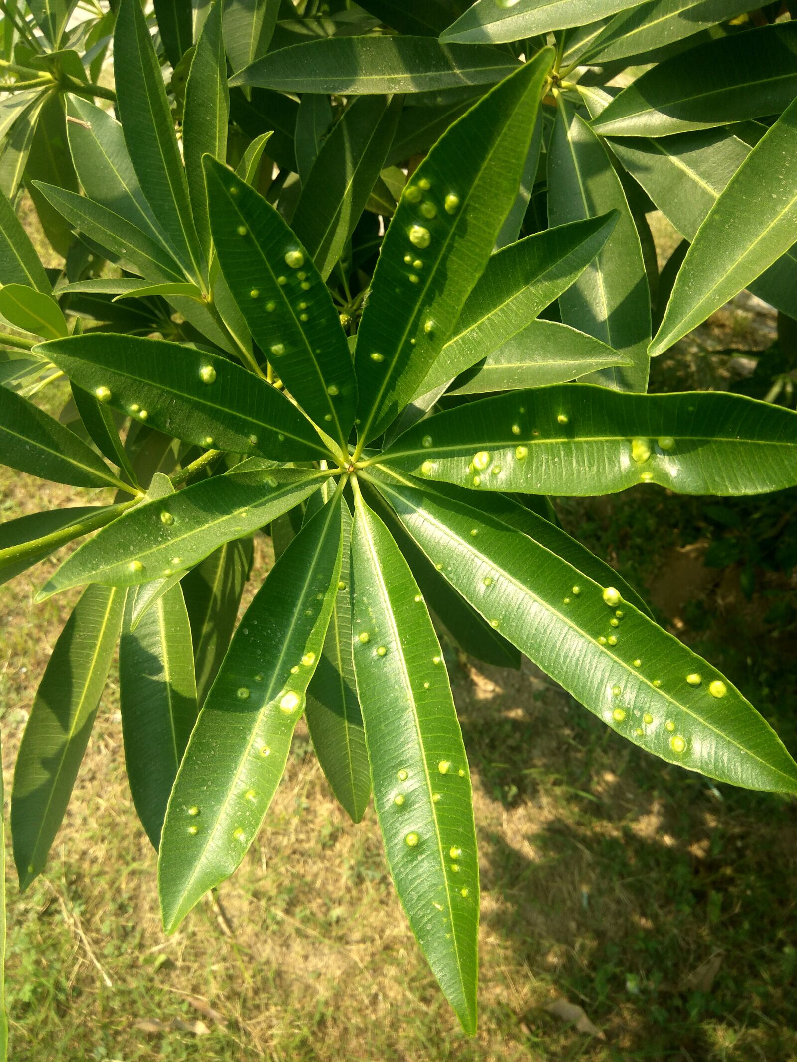 Xiaomi Redmi Note3 sample photo. Plant, leaves, green photography