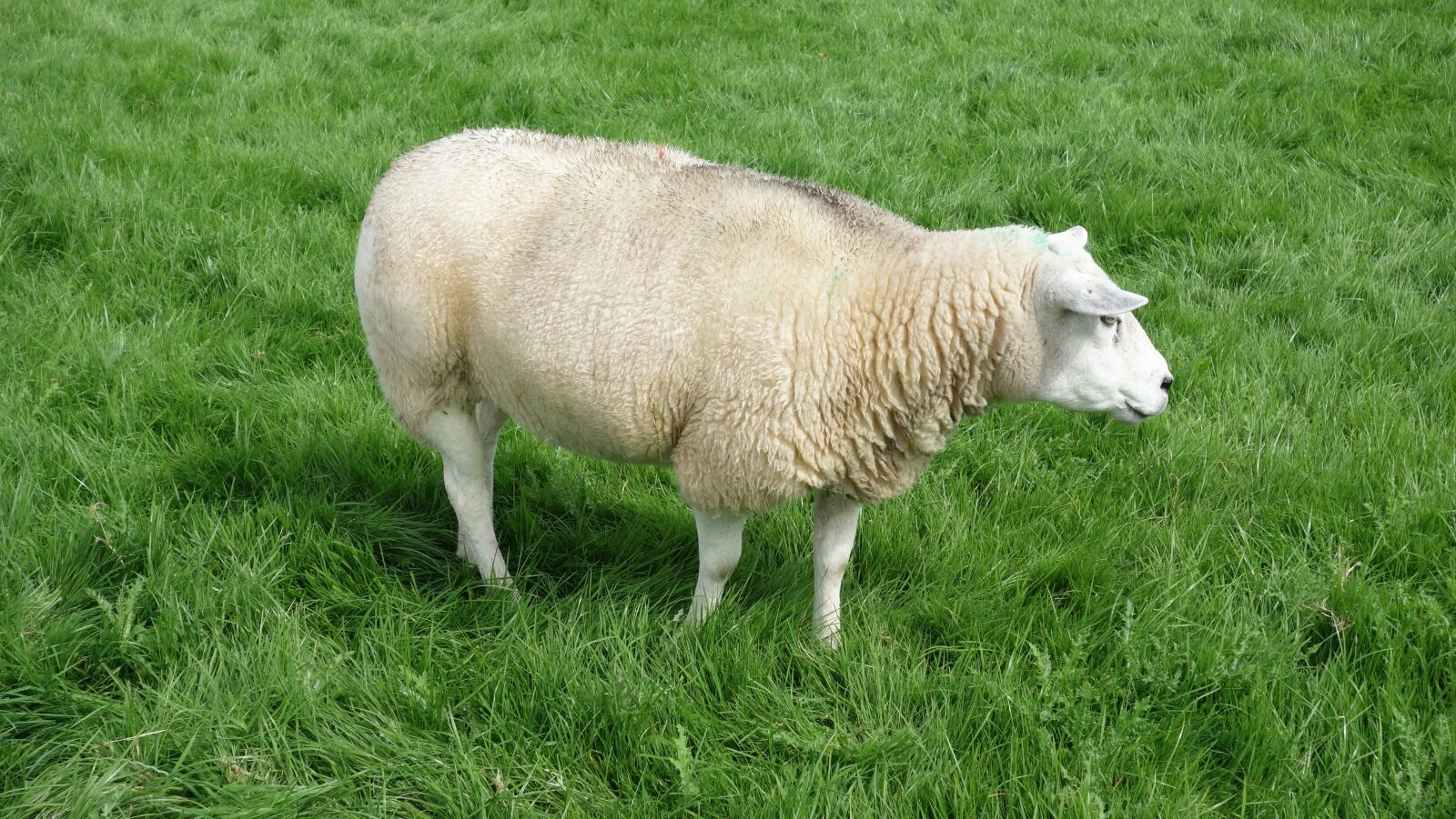 Sony Cyber-shot DSC-RX100 sample photo. Sheep, wool, meadow photography