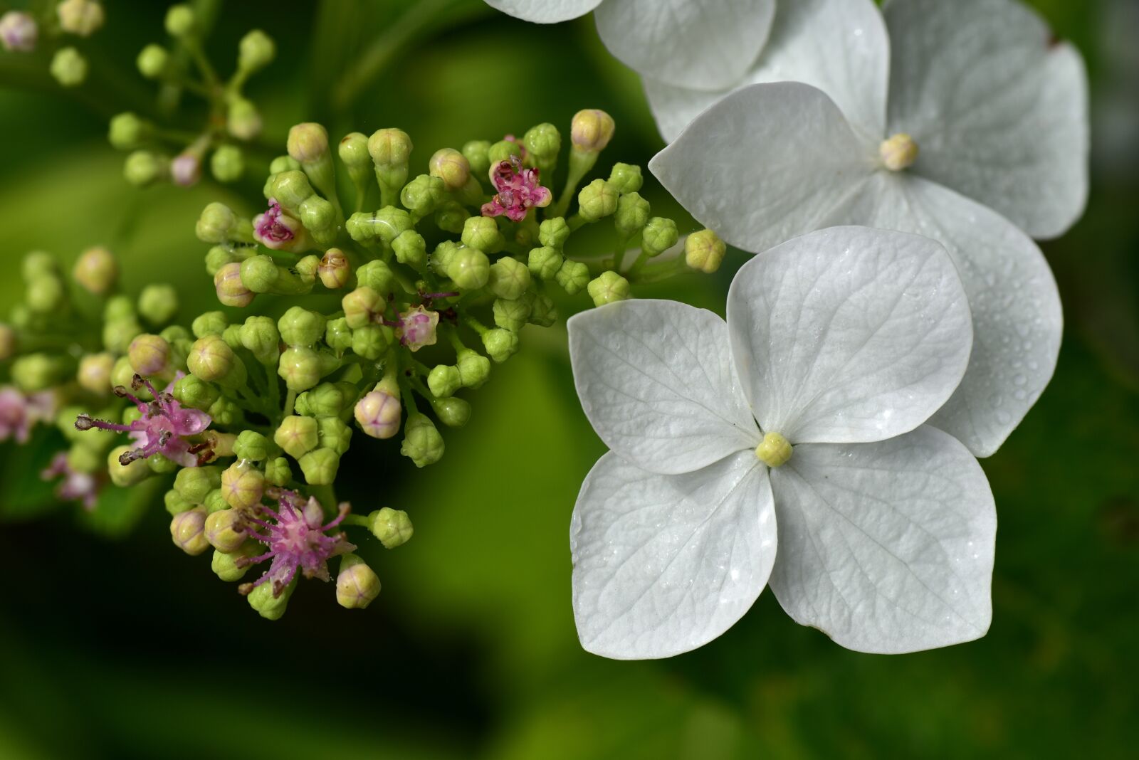 Nikon D750 sample photo. Hydrangea, close up, blossom photography