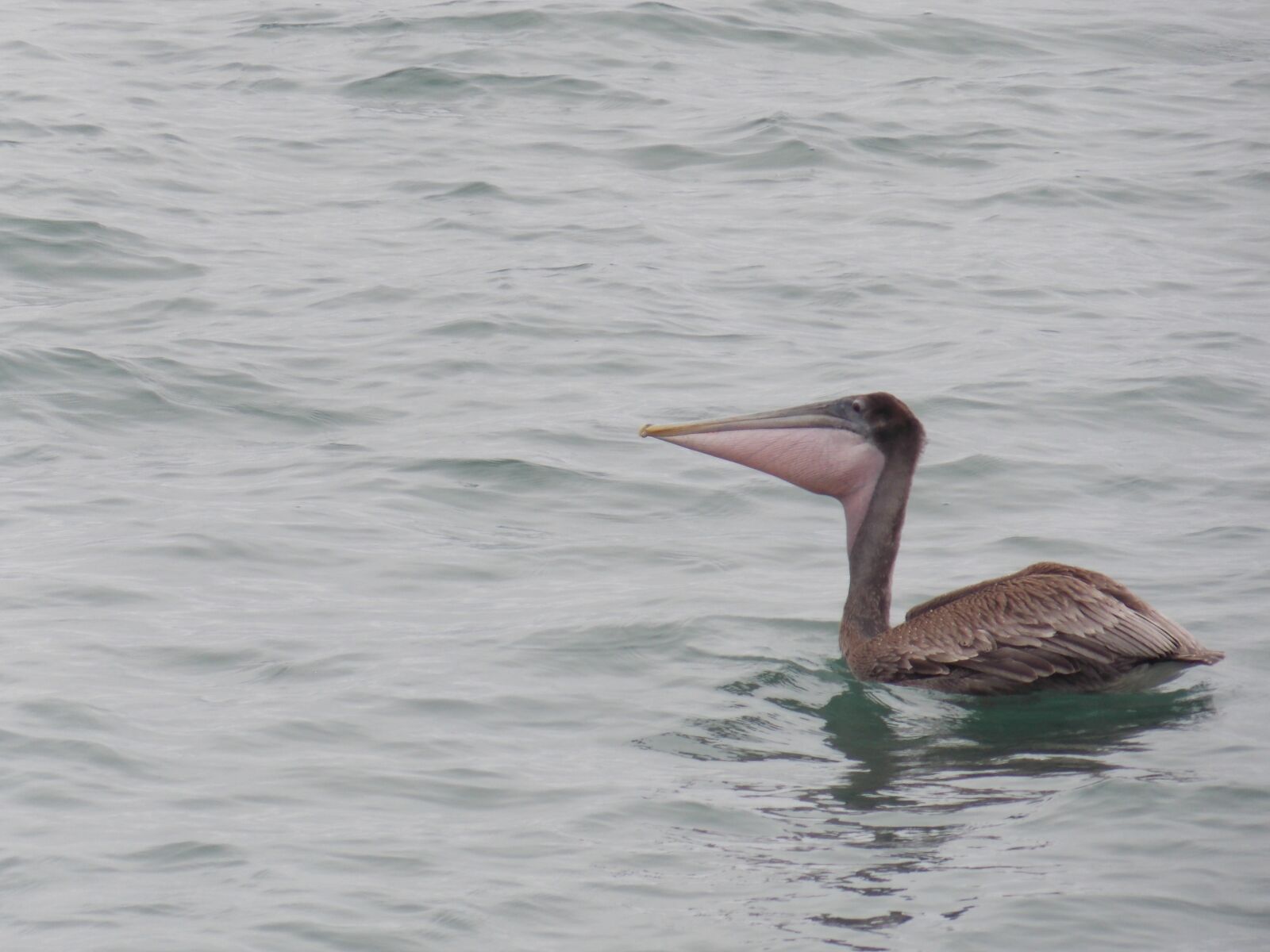 Nikon Coolpix L810 sample photo. Pelican, ave, water photography