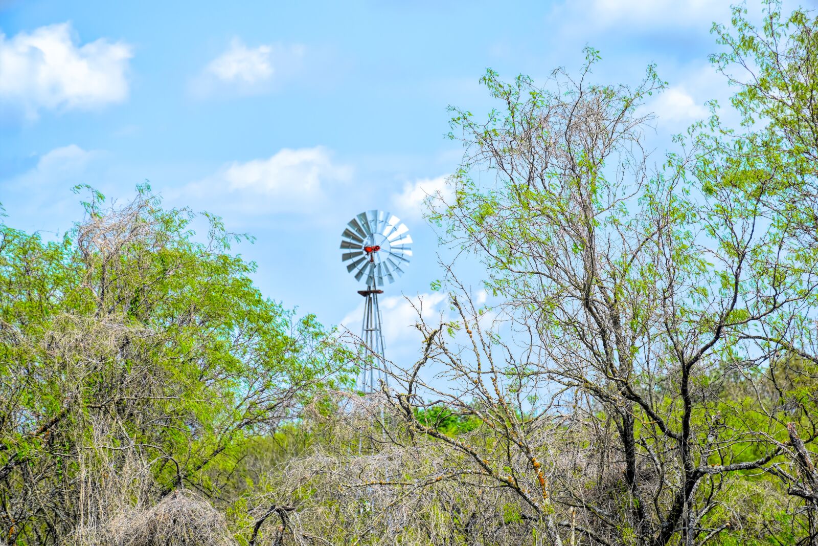 Nikon D5500 sample photo. Texas landscape, windmill, mesquite photography