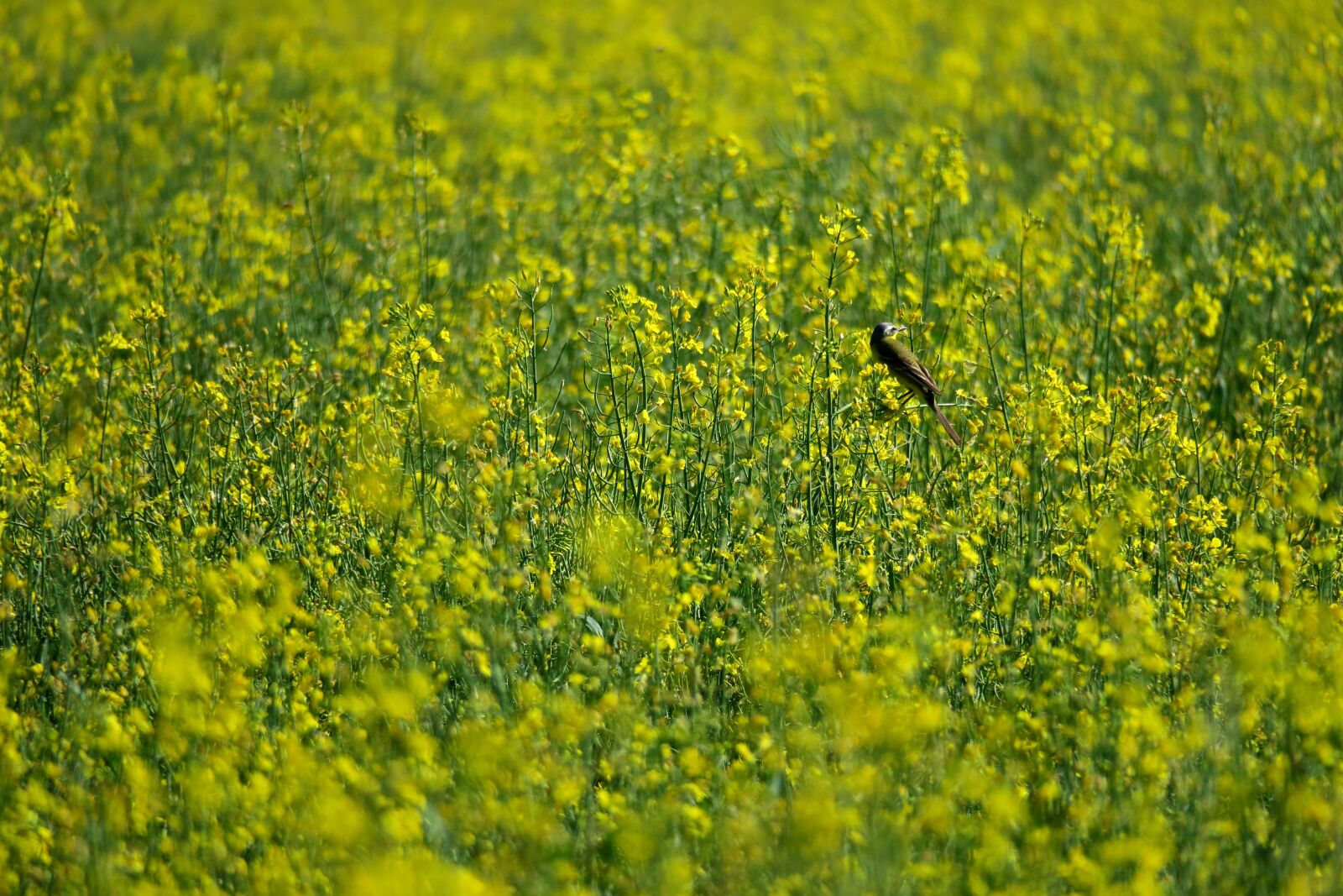 Canon PowerShot G3 X sample photo. Bird, field of rapeseeds photography
