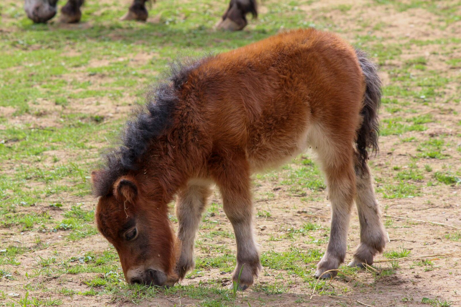 Canon EOS 1200D (EOS Rebel T5 / EOS Kiss X70 / EOS Hi) sample photo. Pony, horses, foal photography