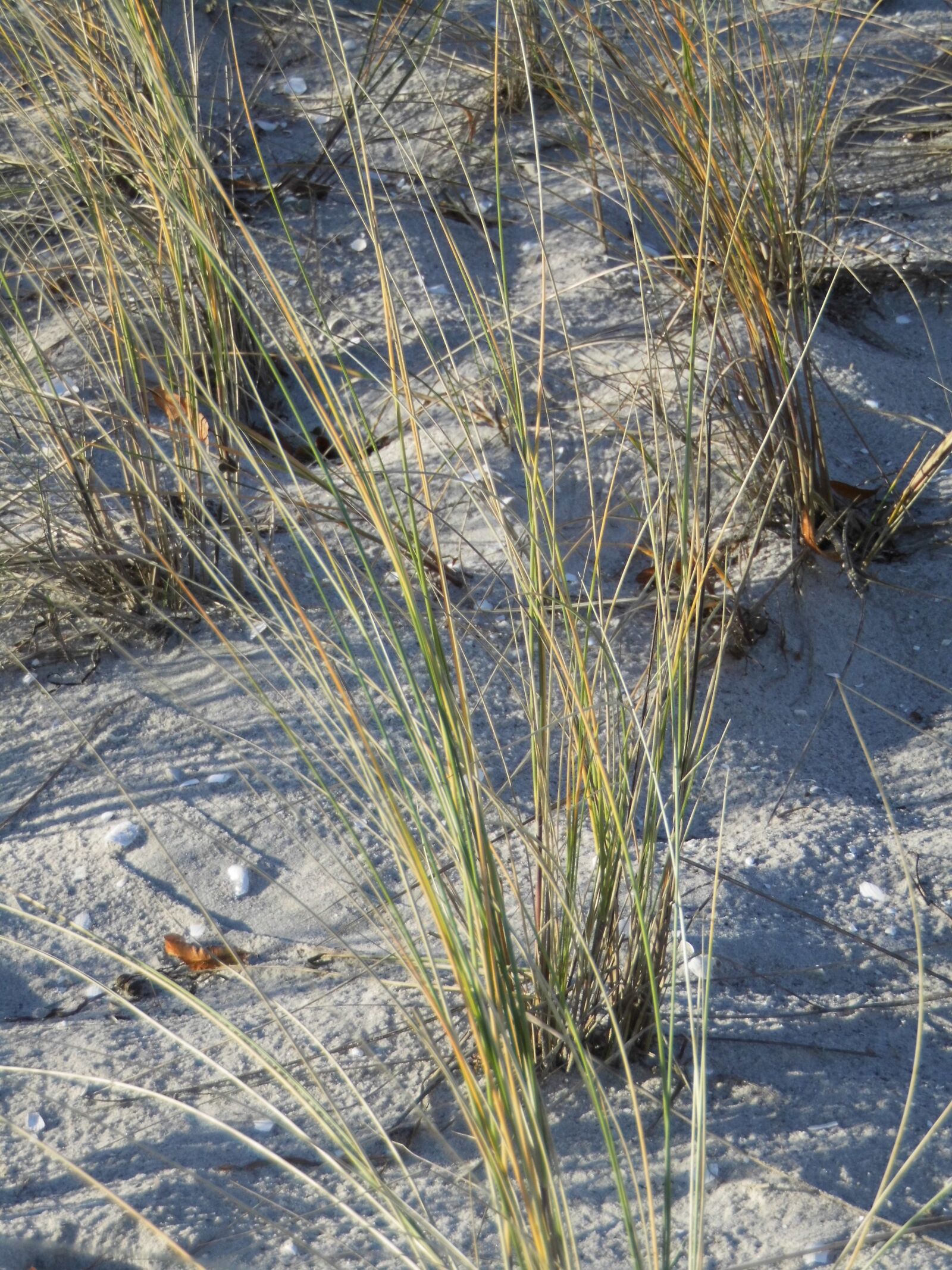 MEDION MD86929 sample photo. Beach, baltic sea, marram photography