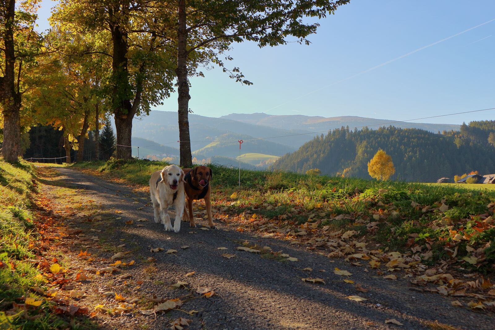Canon EOS M10 sample photo. Dog, autumn, golden autumn photography